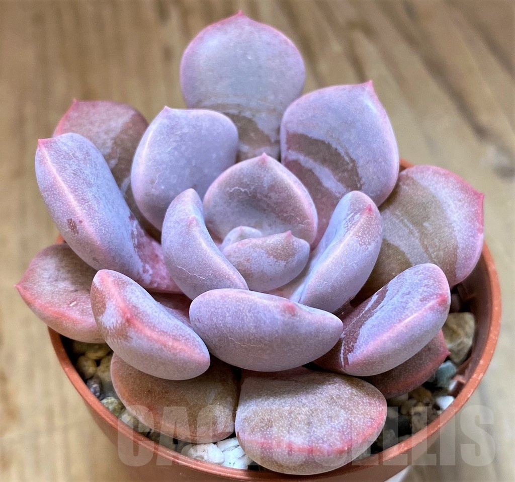 SH22928 Echeveria hybrid - Imagen 2