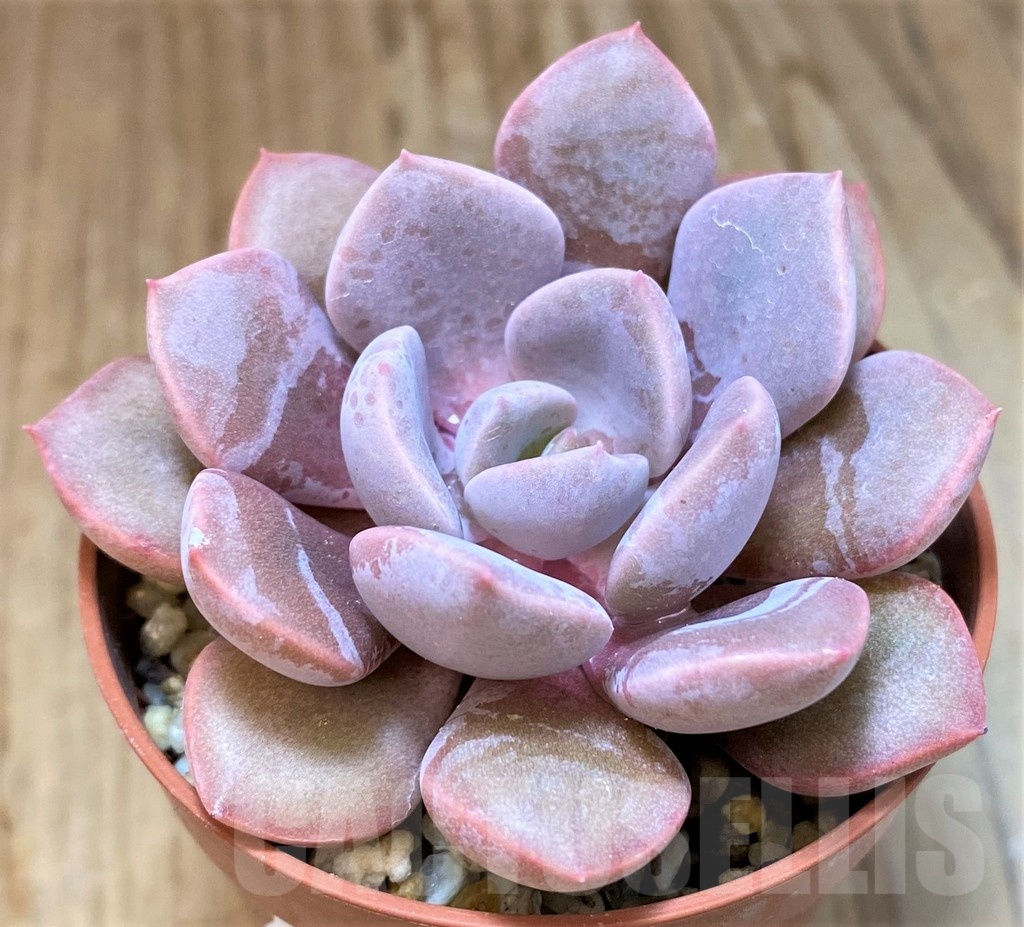 SH22929 Echeveria hybrid