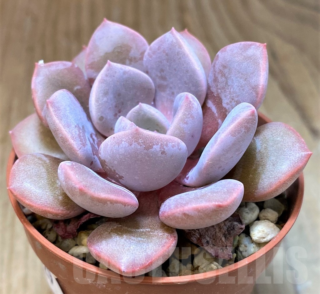 SH22929 Echeveria hybrid - Image 2
