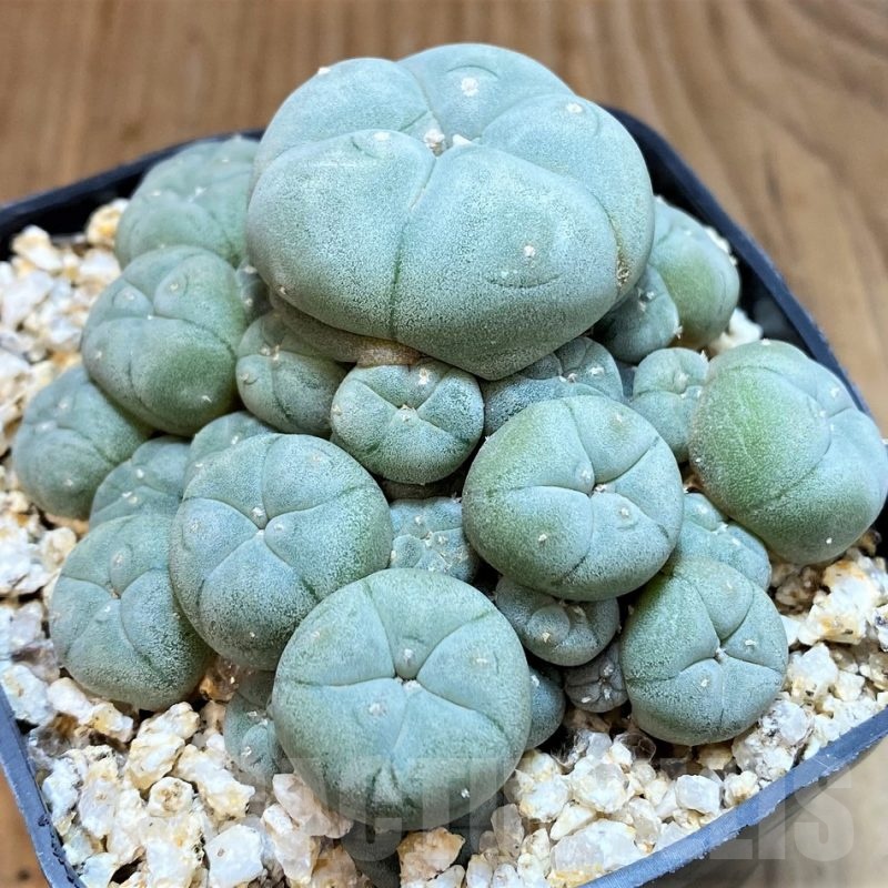 YAR22475 Anhalonium caespitosa REP2293, seedling