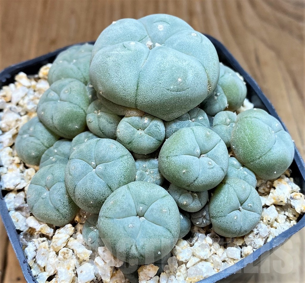 YAR22475 Anhalonium caespitosa REP2293, seedling