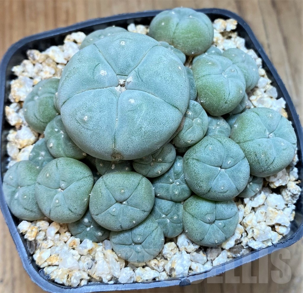 YAR22475 Anhalonium caespitosa REP2293, seedling - Obrázek 2