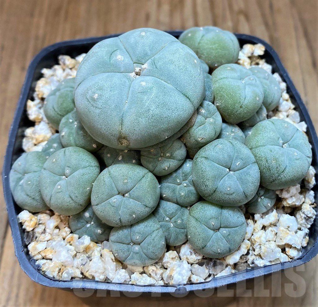 YAR22475 Anhalonium caespitosa REP2293, seedling - Obrázek 3