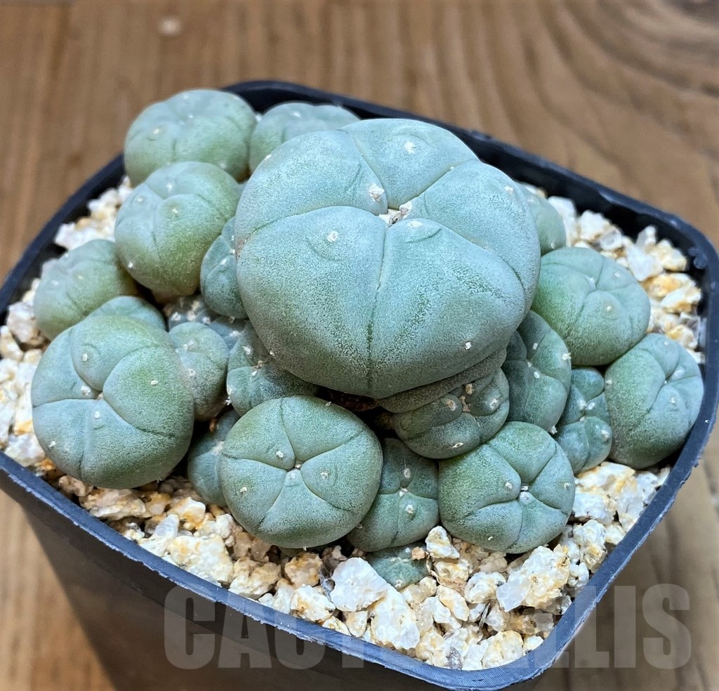 YAR22475 Anhalonium caespitosa REP2293, seedling - Obrázek 4