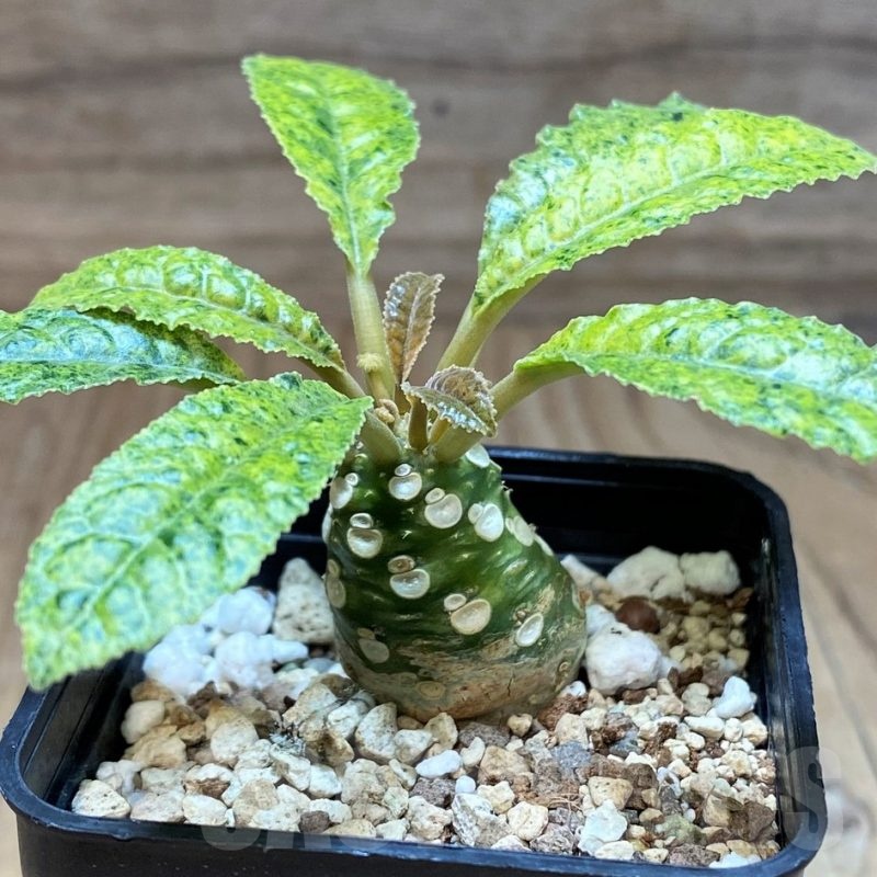 SH21403 Dorstenia hybrid f. variegata