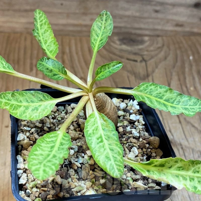 SH22956 Euphorbia spannringii 'Fish Bone'