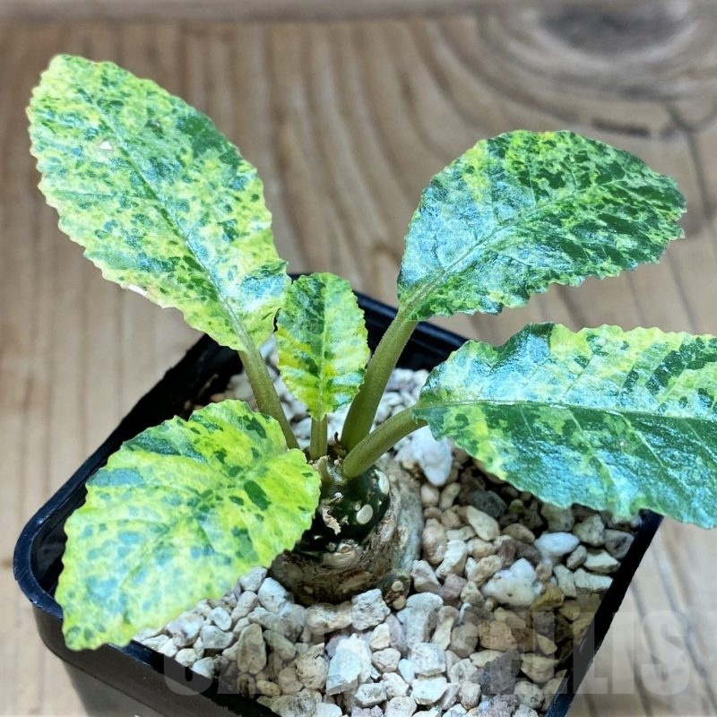 SH22960 Dorstenia hybrid f. variegata