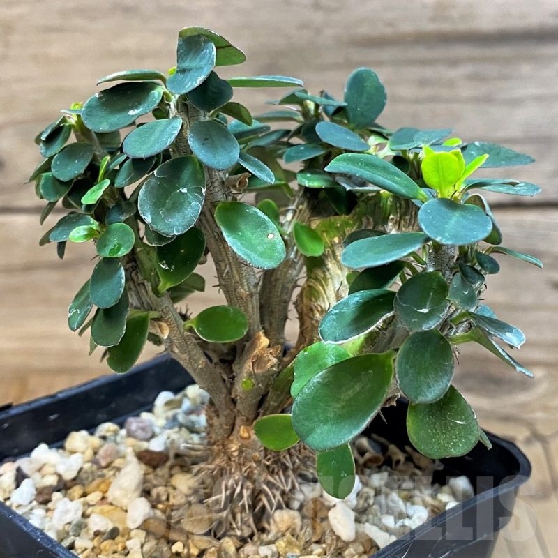 SH22555 Euphorbia milii f. cristata