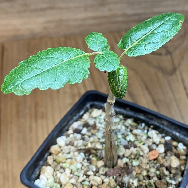 SH23221 Boswellia popoviana -Red flower-