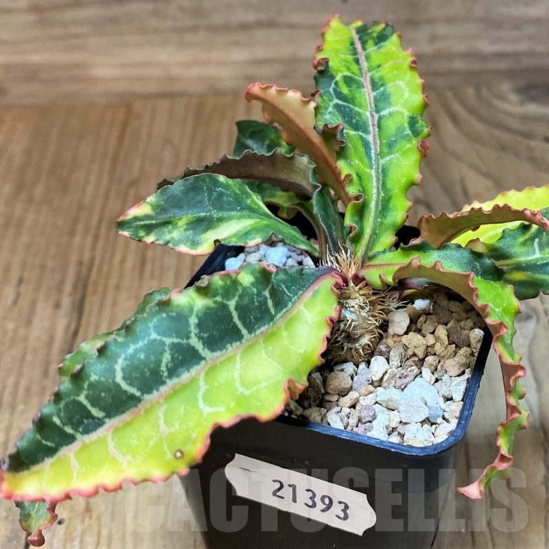 SH21393 Euphorbia francoisii f. variegata