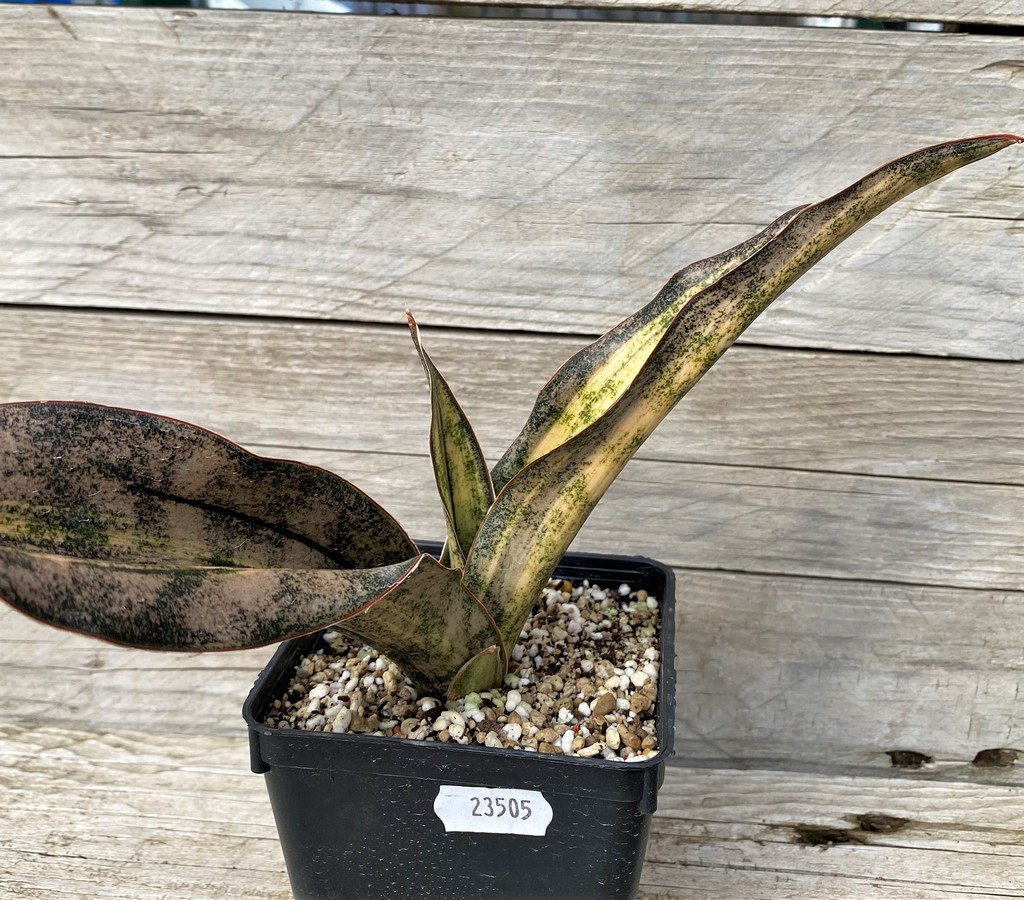 SH23505 Sansevieria 'Coppertone' - Obrázek 2