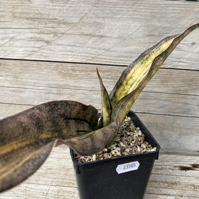 SH23505 Sansevieria 'Coppertone'
