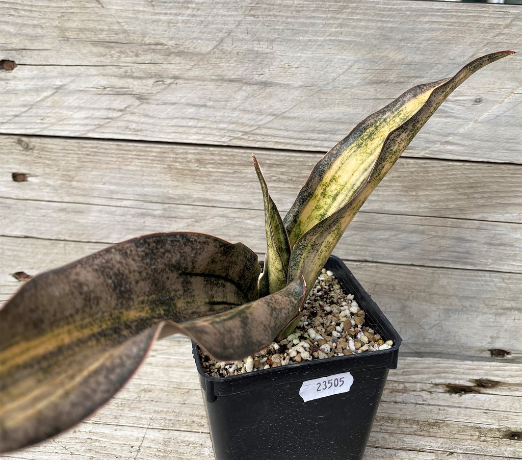 SH23505 Sansevieria 'Coppertone'