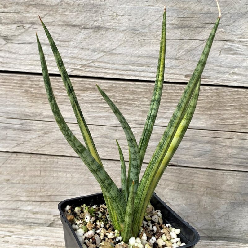 SH23508 Sansevieria ‘Bunlue Torch'