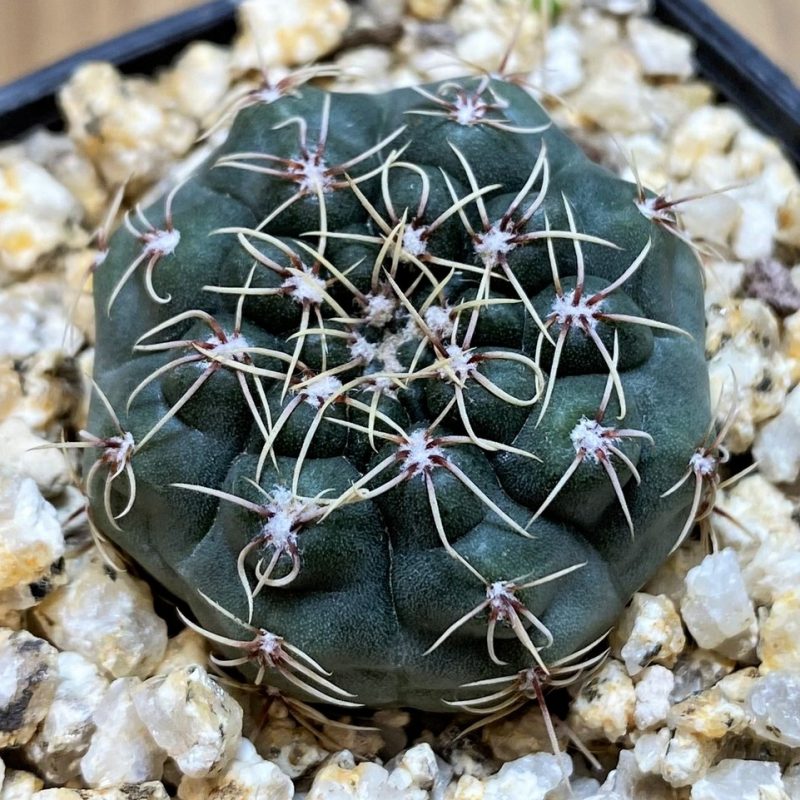 YAR22464 Gymnocalycium vatteri GN 91-376