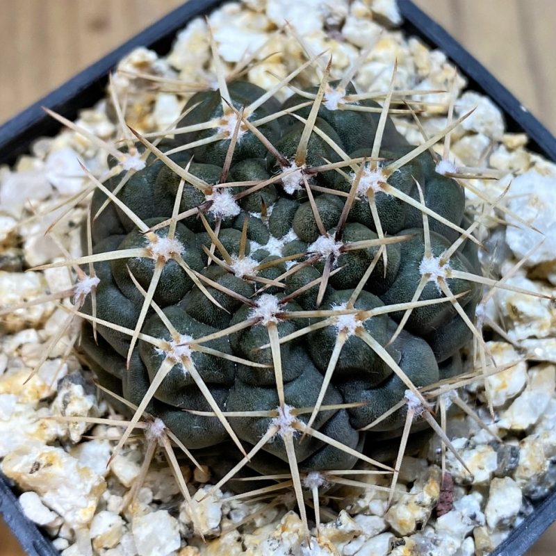 YAR22465 Gymnocalycium borthii WP 67-255