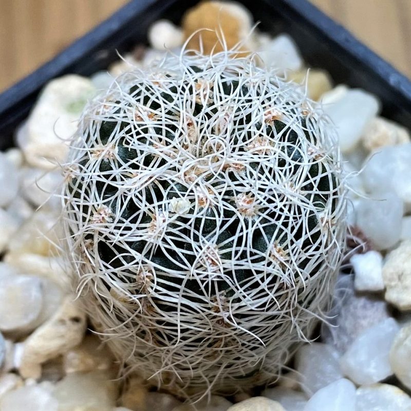 YAR22466 Gymnocalycium gertii GN 968-1