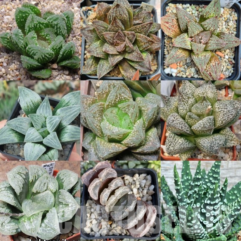 VVGLOT976 100 seeds Haworthia mix 2023
