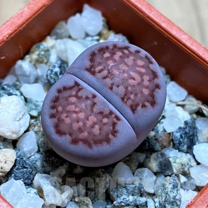SH22317 Lithops salicola 'Sato's Violet'