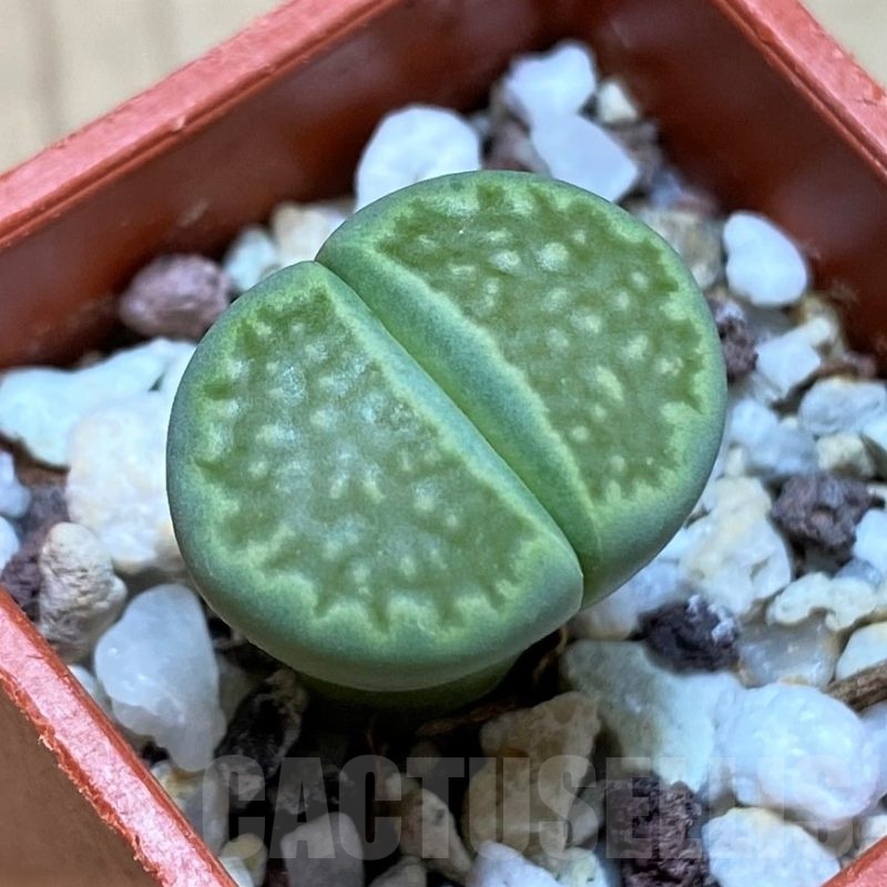 SH22318 Lithops hallii 'Green Soapstone'