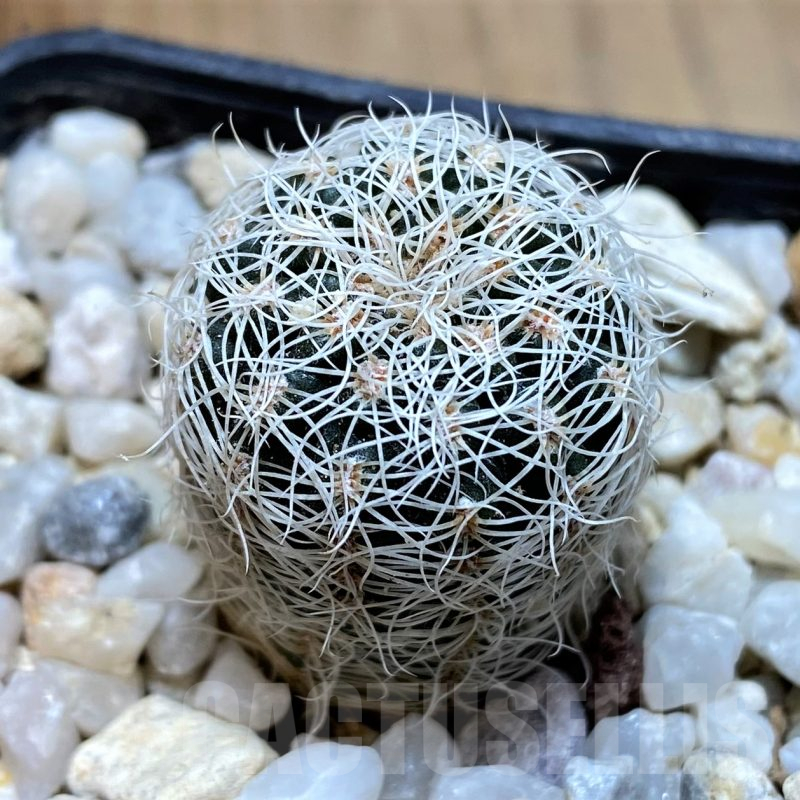 YAR22466 Gymnocalycium gertii GN 968-1