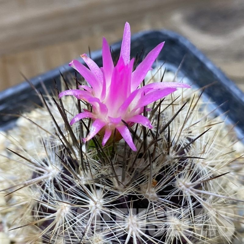 SH22978 Neoporteria aff. villosa