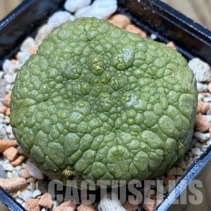SH22980 Pseudolithos migiurtinus