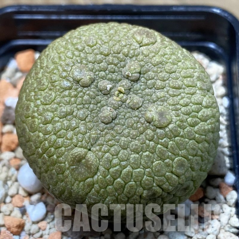 SH22981 Pseudolithos migiurtinus
