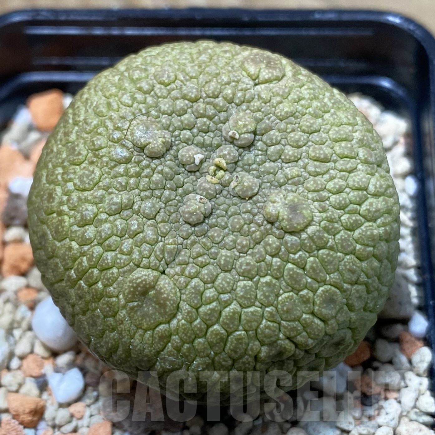 SH22981 Pseudolithos migiurtinus