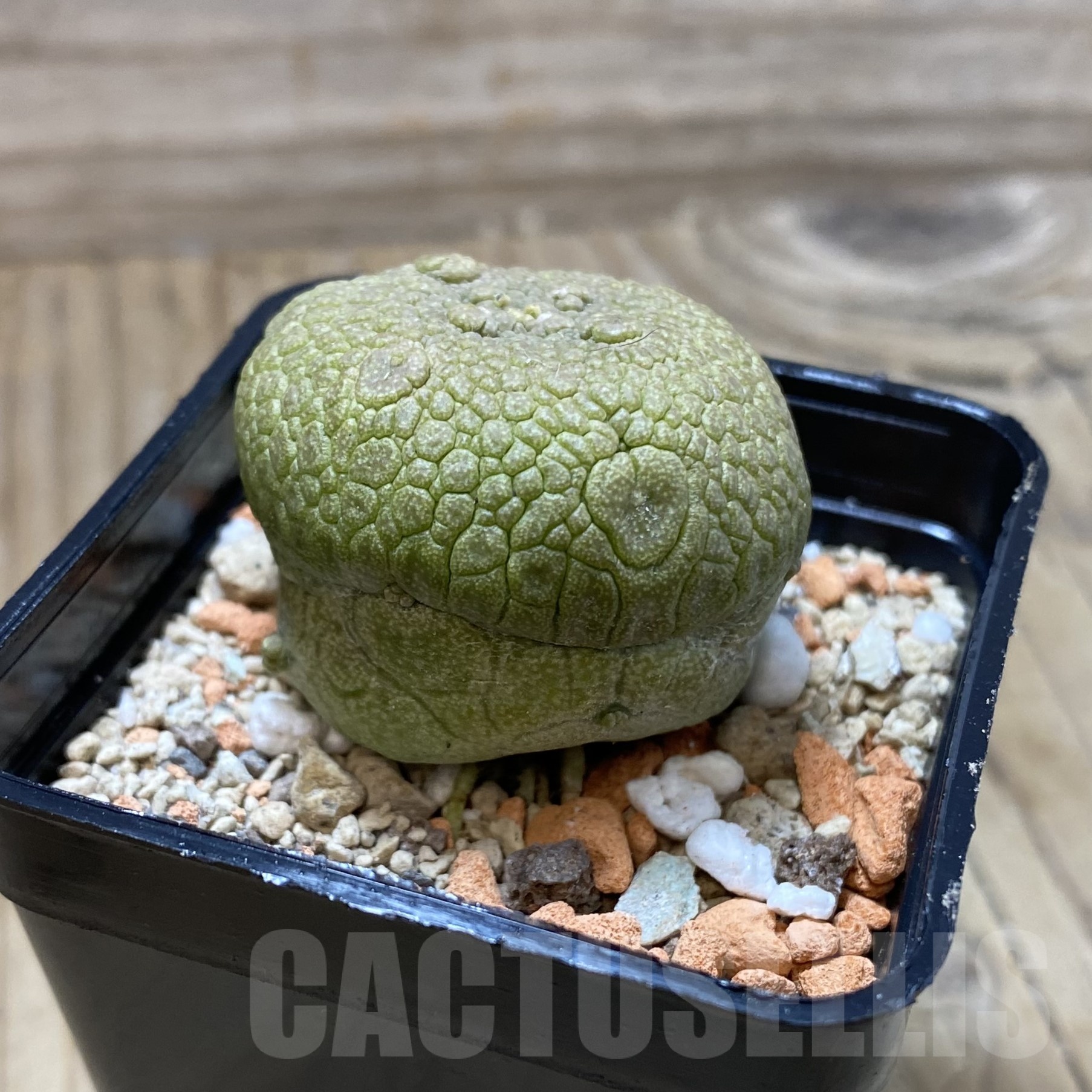 SH22981 Pseudolithos migiurtinus - Image 2