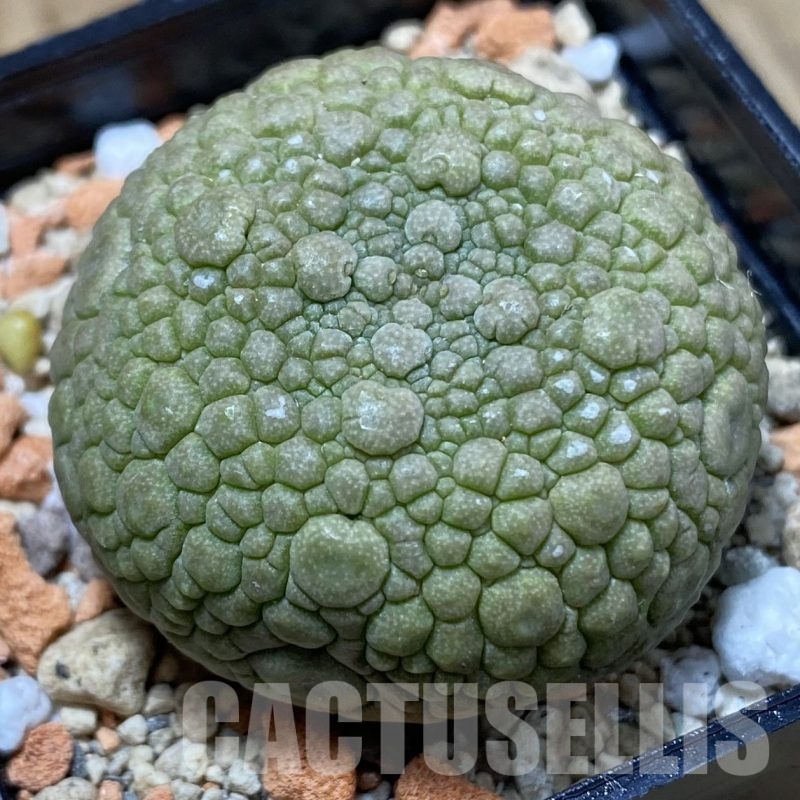 SH22982 Pseudolithos migiurtinus