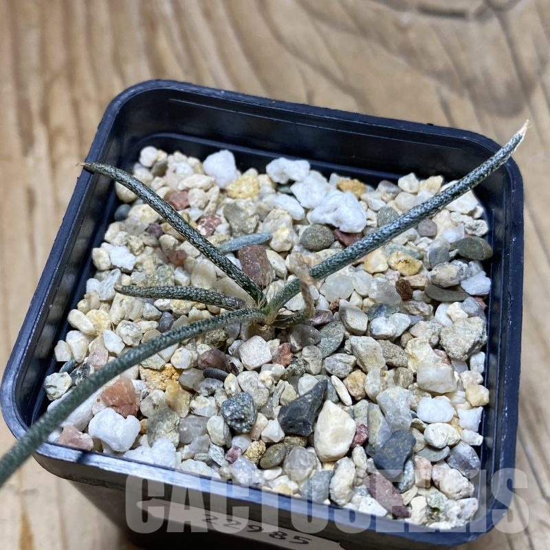 SH22985 Astrophytum caput-medusae, seedling