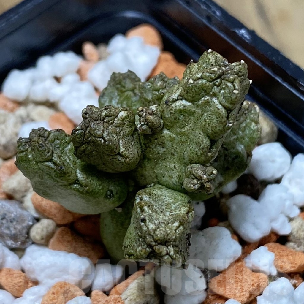 SH22987 Pseudolithos mccoyi
