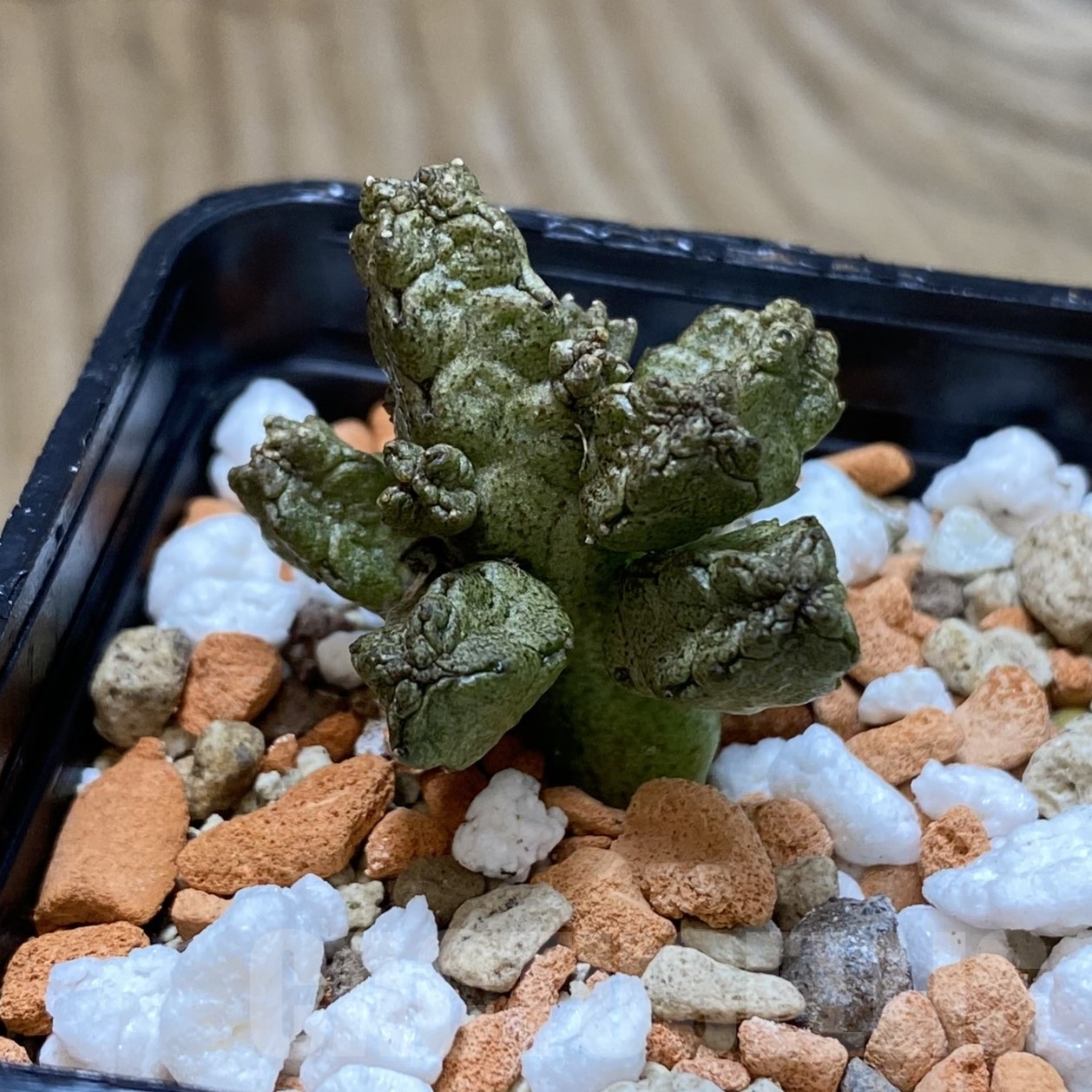 SH22987 Pseudolithos mccoyi - Image 2