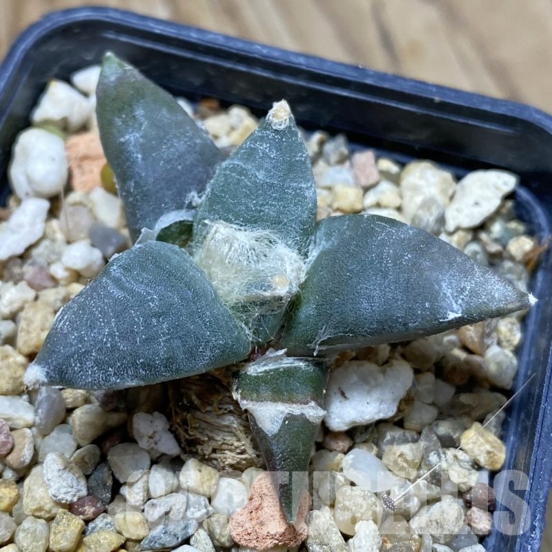 SH22988 Ariocarpus retusus