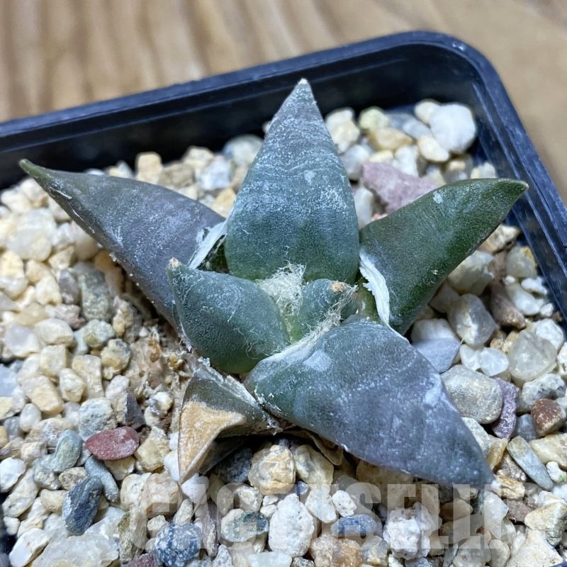 SH22989 Ariocarpus retusus