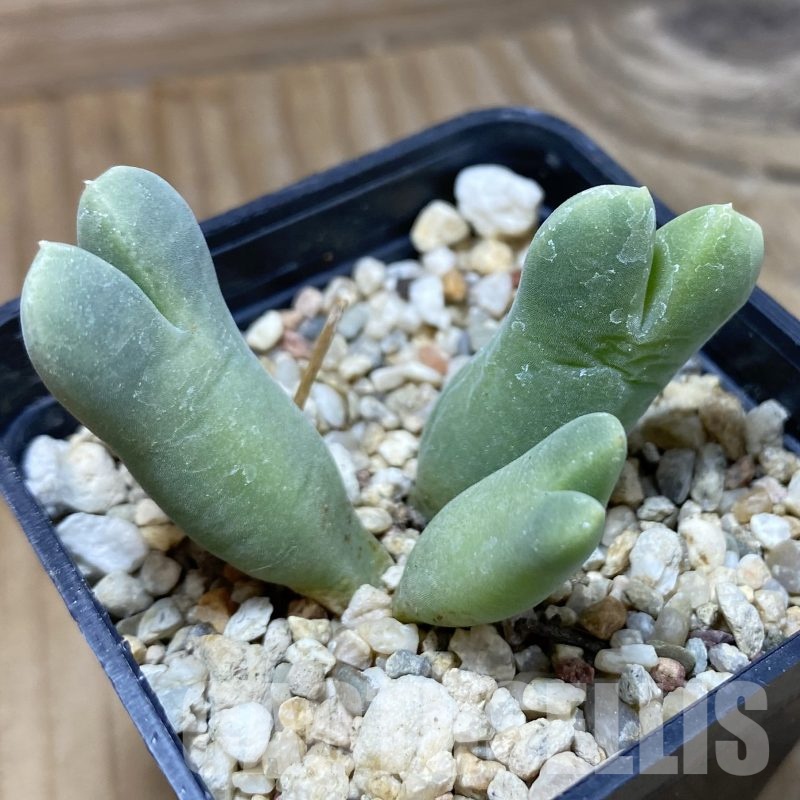 SH22990 Conophytum blandum BH 21967