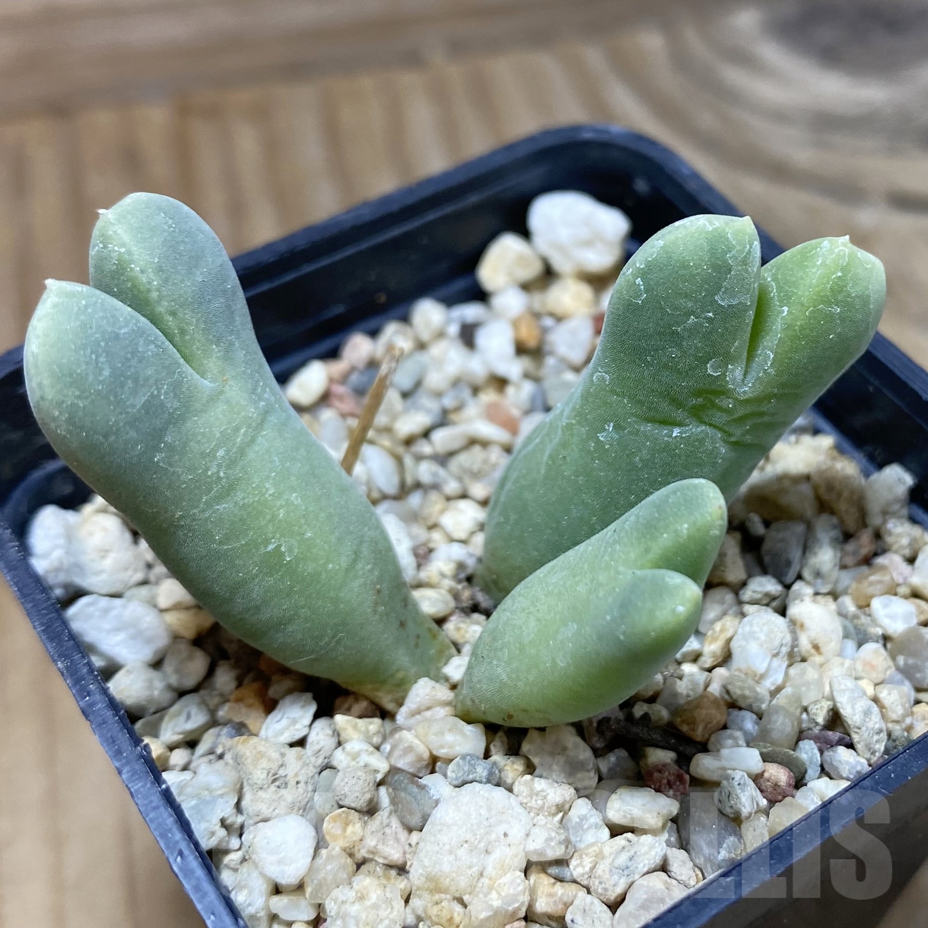 SH22990 Conophytum blandum BH 21967