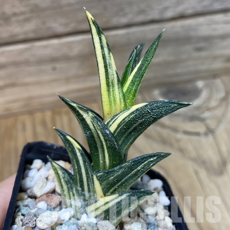 SH22991 Haworthiopsis viscosa f. variegata