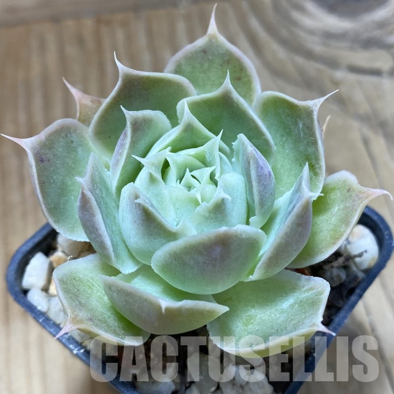 SH22994 Echeveria simulans 'Laguna Sanchez'