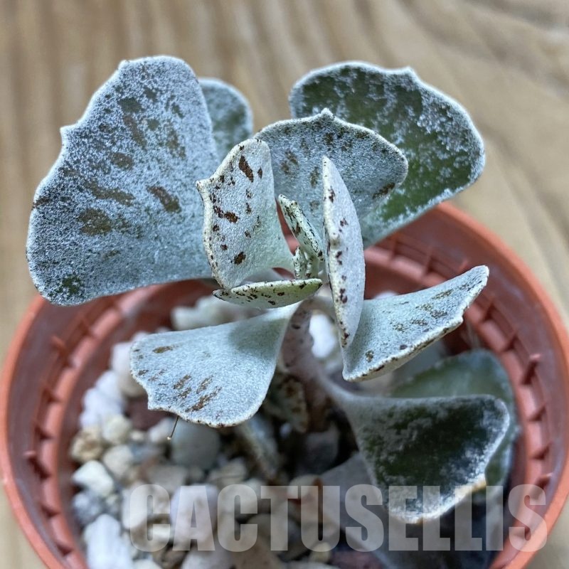SH22996 Kalanchoe rhombopilosa