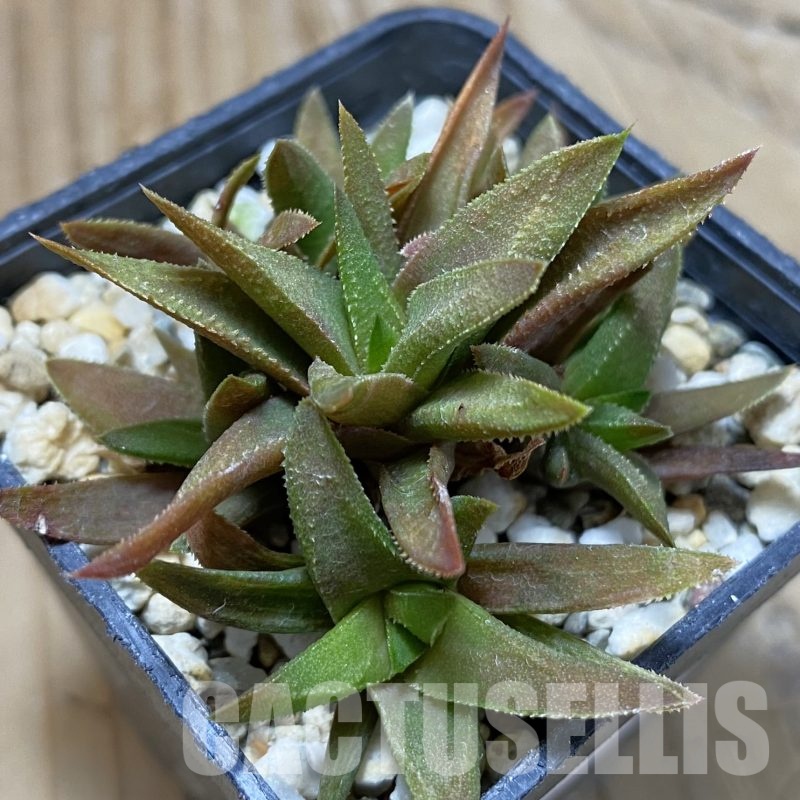 SH22997 Haworthia attenuata hybrid, seedling