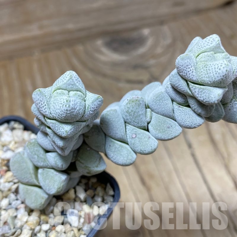 SH22998 Crassula deceptor