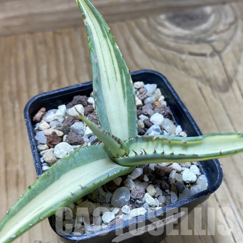 SH22999 Agave guiengola ‘Mediopicta’
