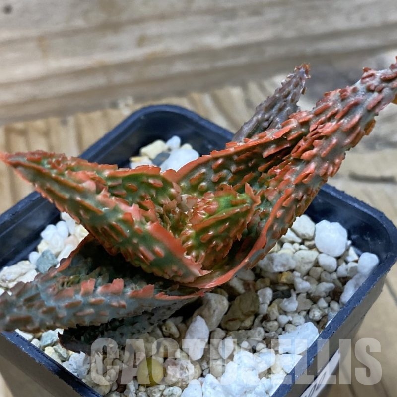 SH23000 Aloe TCT hybrid