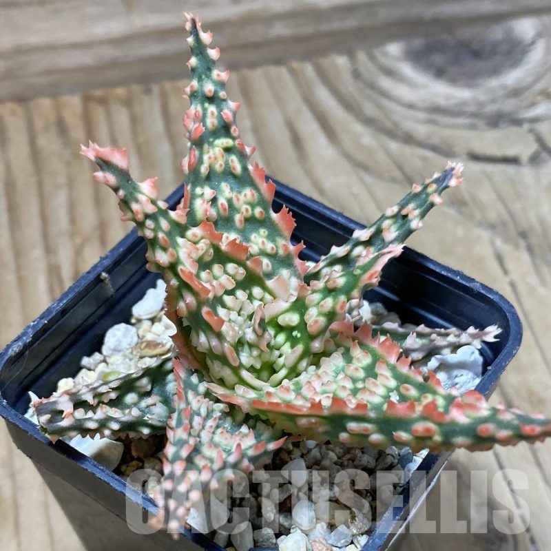 SH23001 Aloe TCT hybrid