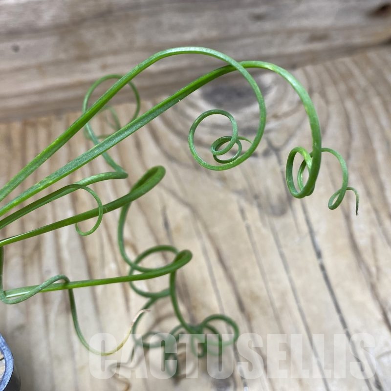 SH23002 Albuca spiralis