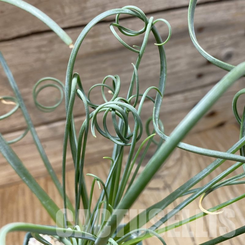SH23003 Albuca spiralis