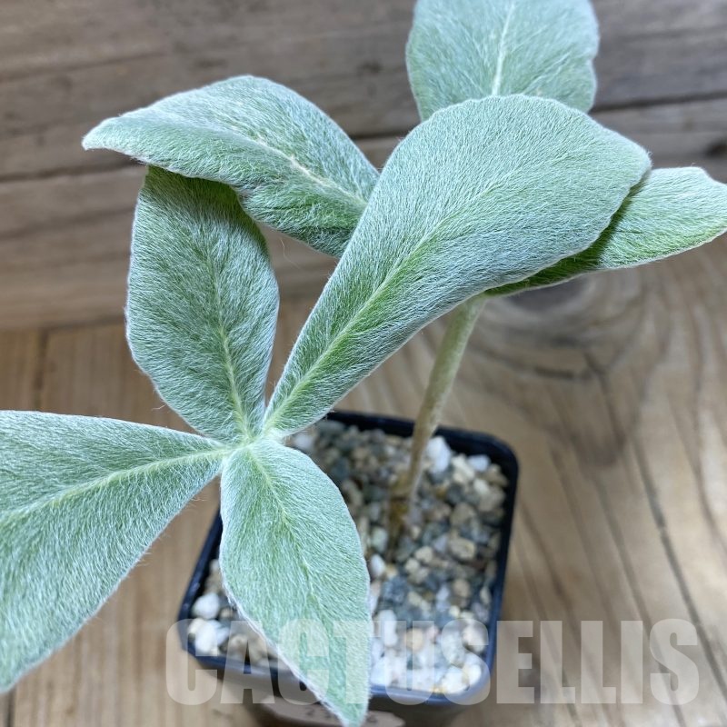 SH23006 Sinningia leucotricha