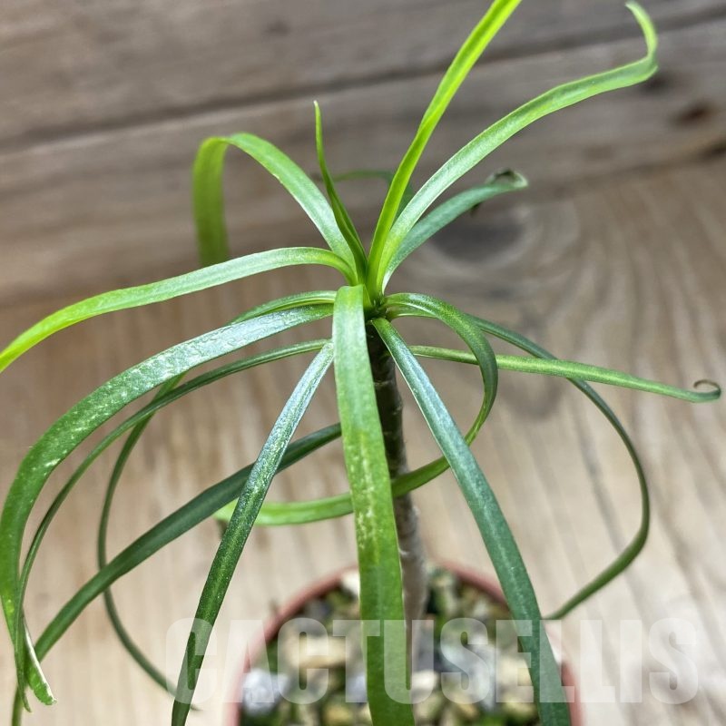 SH23008 Euphorbia balsamifera